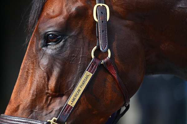 american pharoah